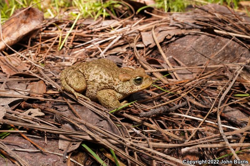 Mexican Madre Toad (Anaxyrus mexicanus)