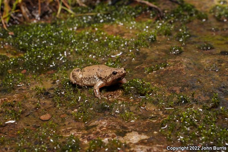 Mazatlan Narrow-mouthed Toad (Gastrophryne olivacea mazatlanensis)