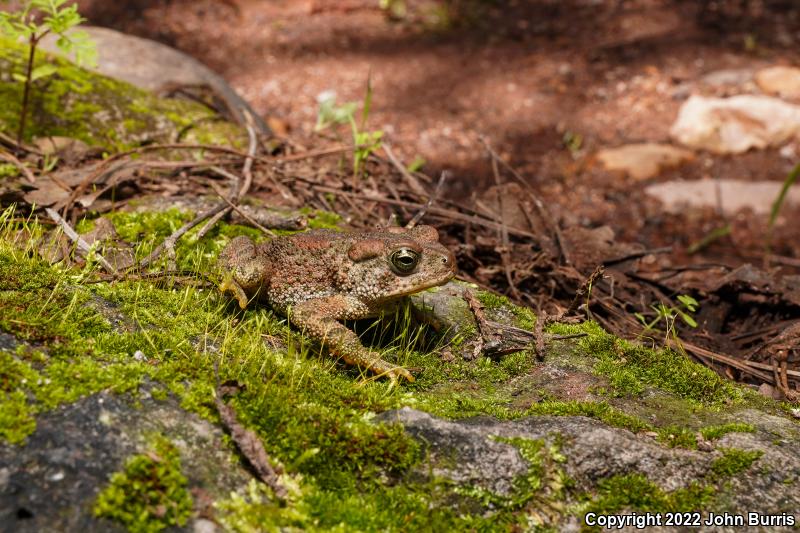 Mexican Madre Toad (Anaxyrus mexicanus)