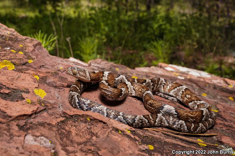 Mexican Lyresnake (Trimorphodon tau tau)