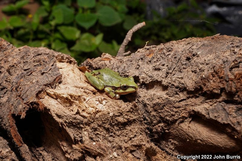 Mountain Treefrog (Hyla eximia)