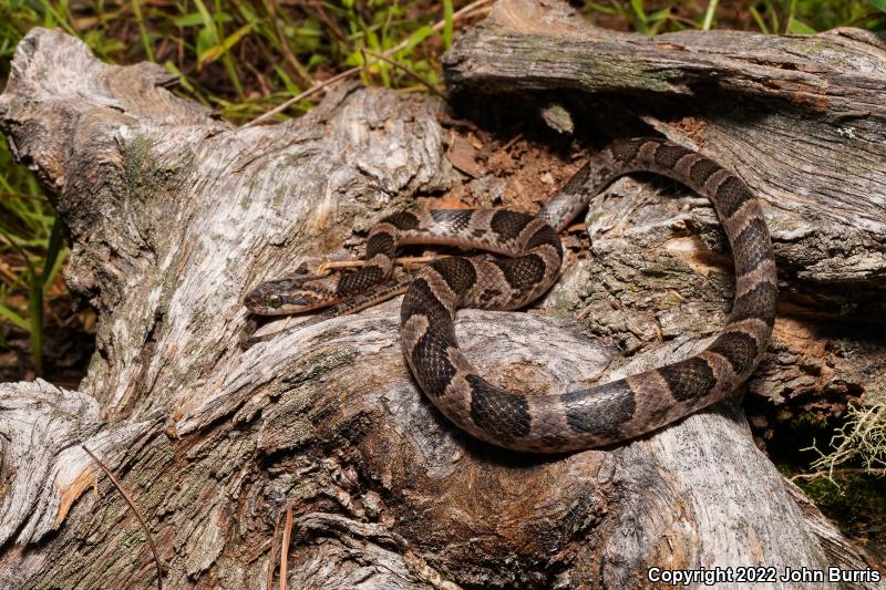 Saddled Cat-eyed Snake (Leptodeira splendida ephippiata)