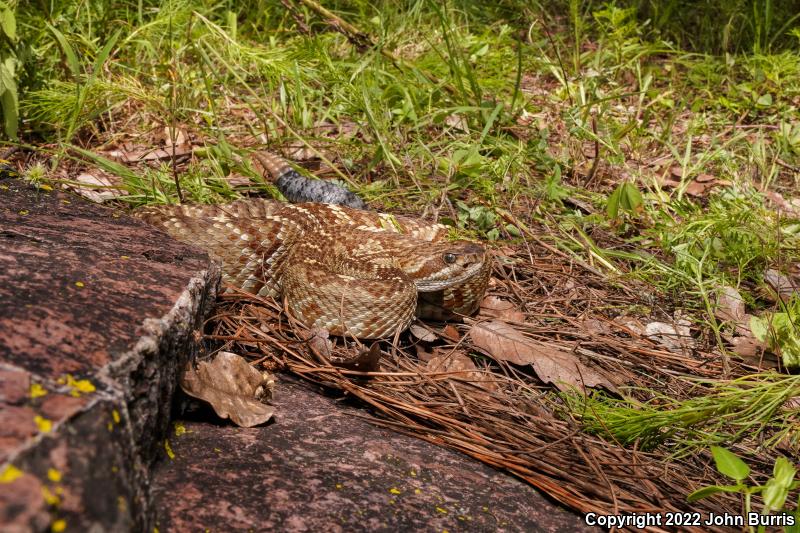 Mexican Black-tailed Rattlesnake (Crotalus molossus nigrescens)