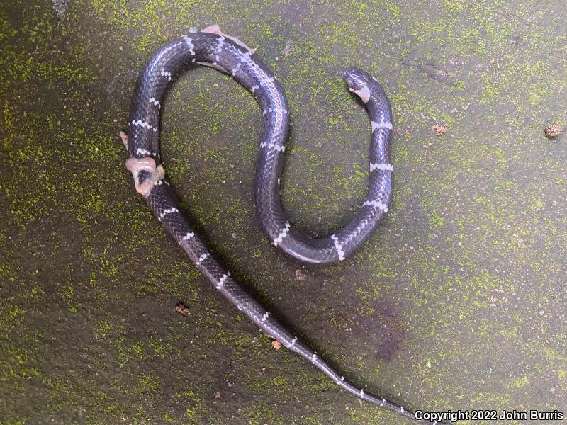 False Middle American Snail Eaters (Tropidodipsas)