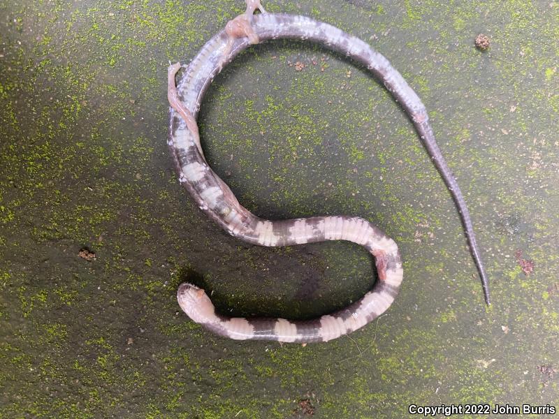 False Middle American Snail Eaters (Tropidodipsas)