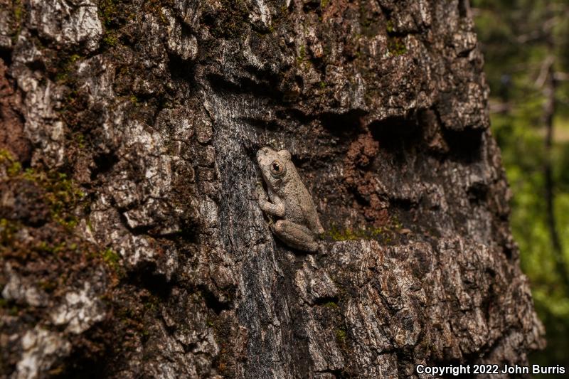 Canyon Treefrog (Hyla arenicolor)