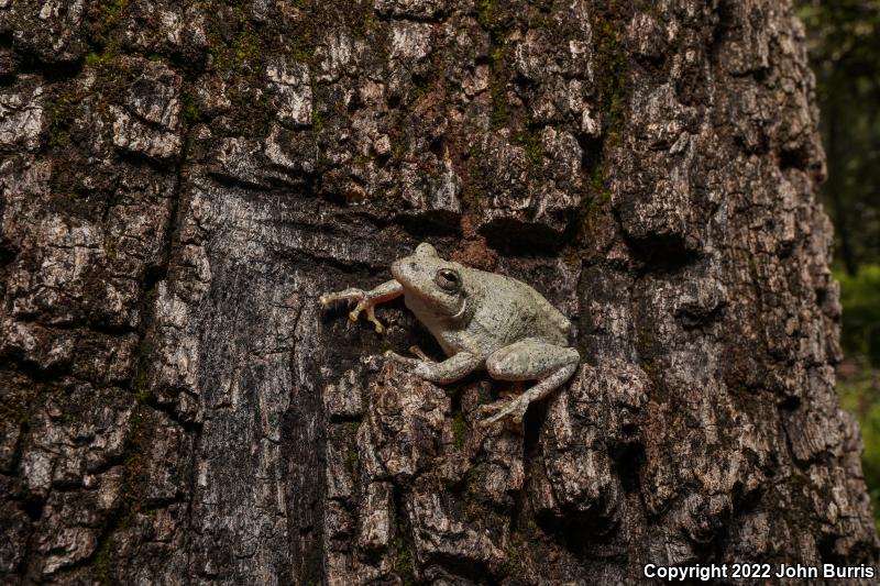 Canyon Treefrog (Hyla arenicolor)