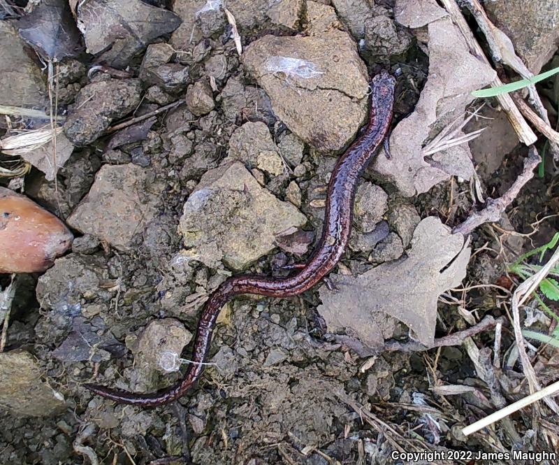 Gabilan Mountains Slender Salamander (Batrachoseps gavilanensis)