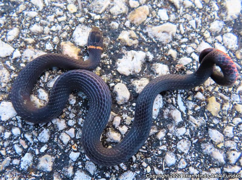 Southern Ring-necked Snake (Diadophis punctatus punctatus)