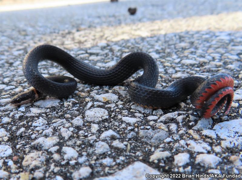 Southern Ring-necked Snake (Diadophis punctatus punctatus)