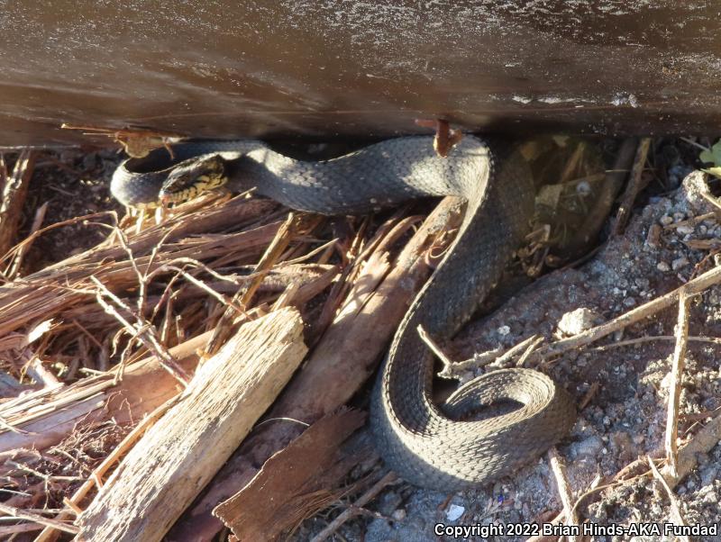 Florida Watersnake (Nerodia fasciata pictiventris)