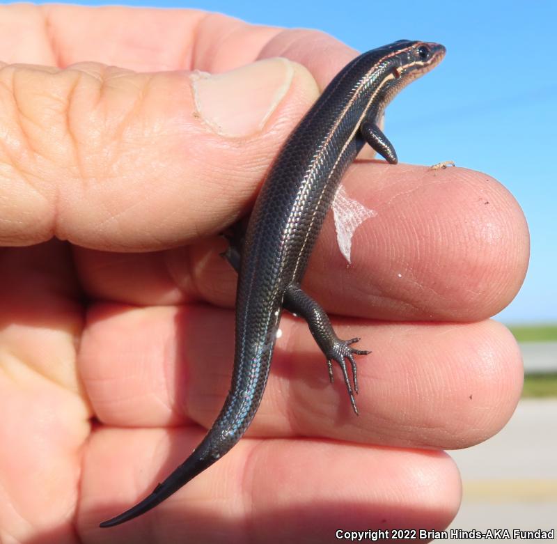 Southeastern Five-lined Skink (Plestiodon inexpectatus)