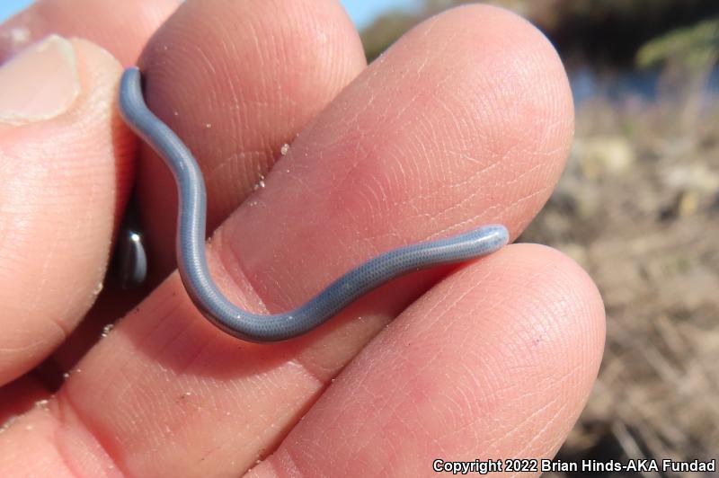 Brahminy Blindsnake (Ramphotyphlops braminus)