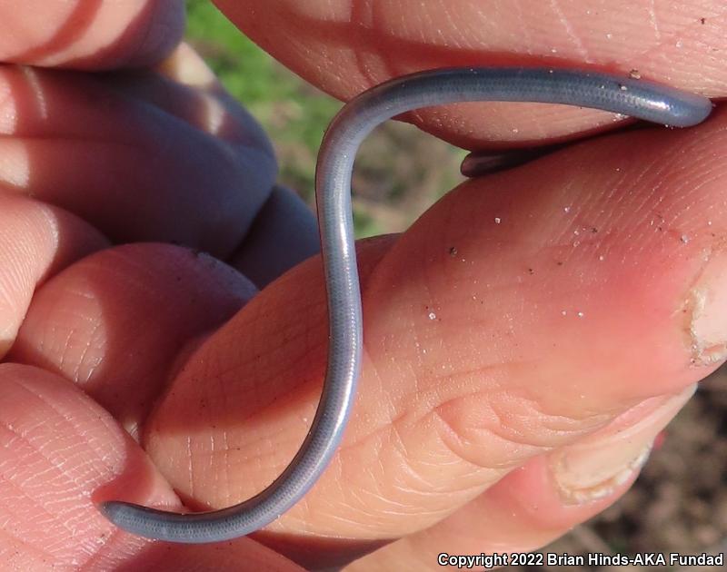 Brahminy Blindsnake (Ramphotyphlops braminus)