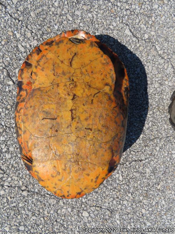 Florida Red-bellied Cooter (Pseudemys nelsoni)