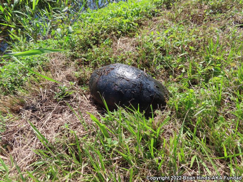 Florida Red-bellied Cooter (Pseudemys nelsoni)