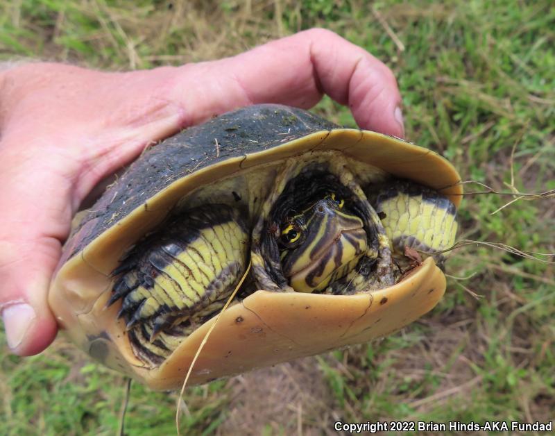 Florida Chicken Turtle (Deirochelys reticularia chrysea)