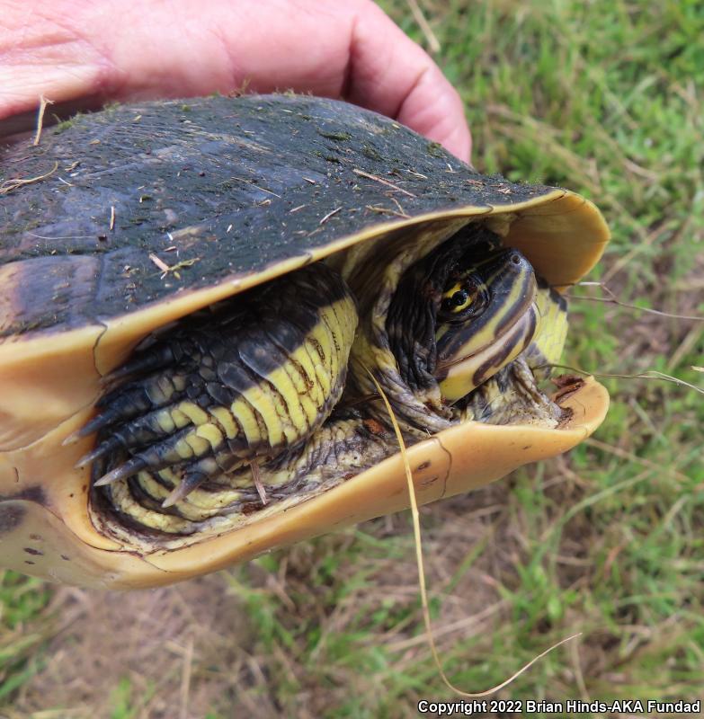 Florida Chicken Turtle (Deirochelys reticularia chrysea)