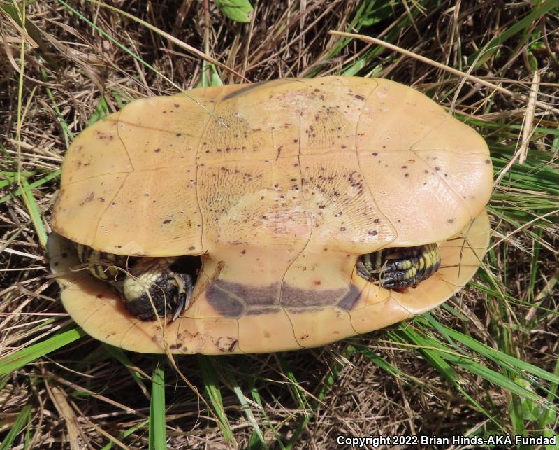 Florida Chicken Turtle (Deirochelys reticularia chrysea)