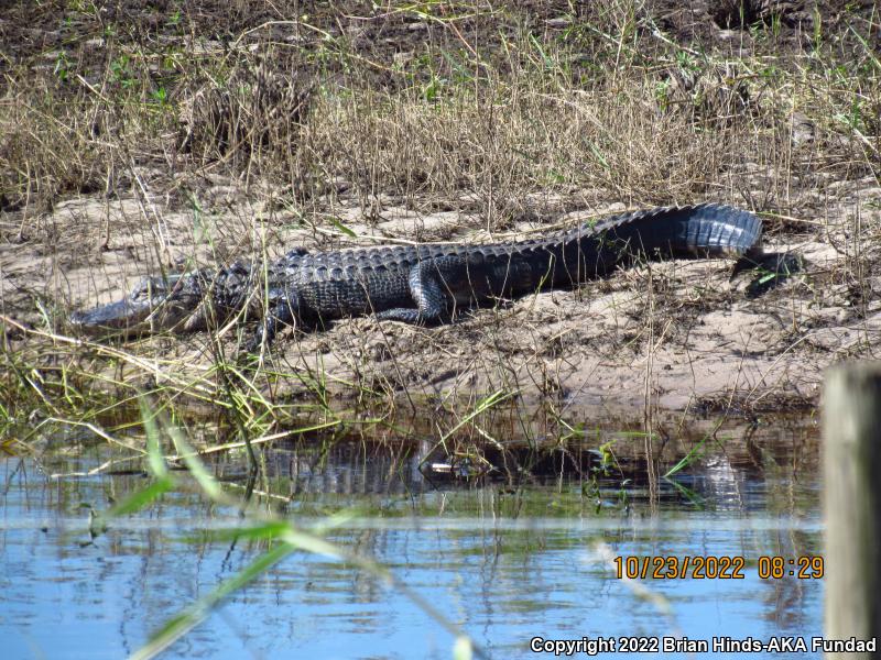 American Alligator (Alligator mississippiensis)