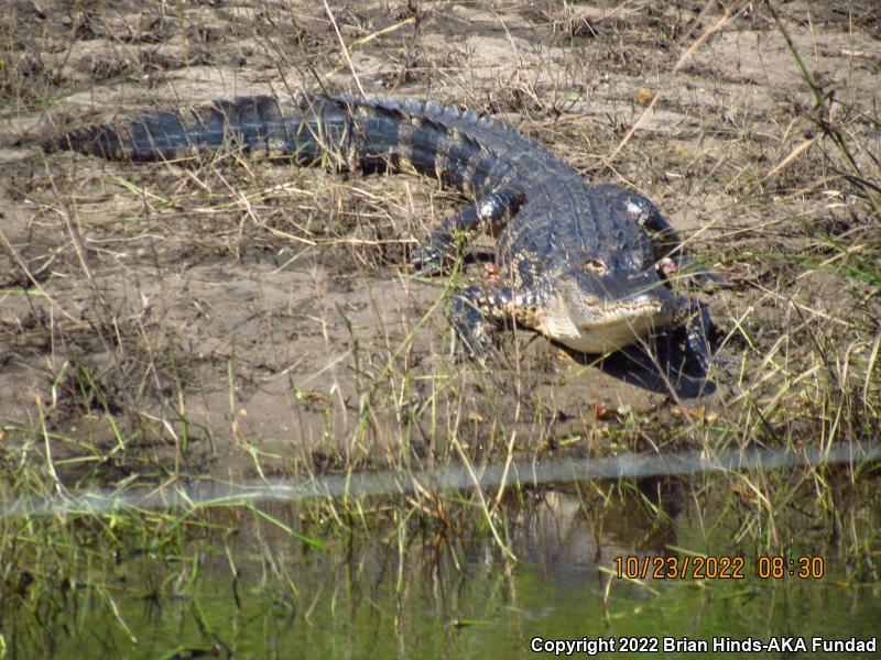 American Alligator (Alligator mississippiensis)