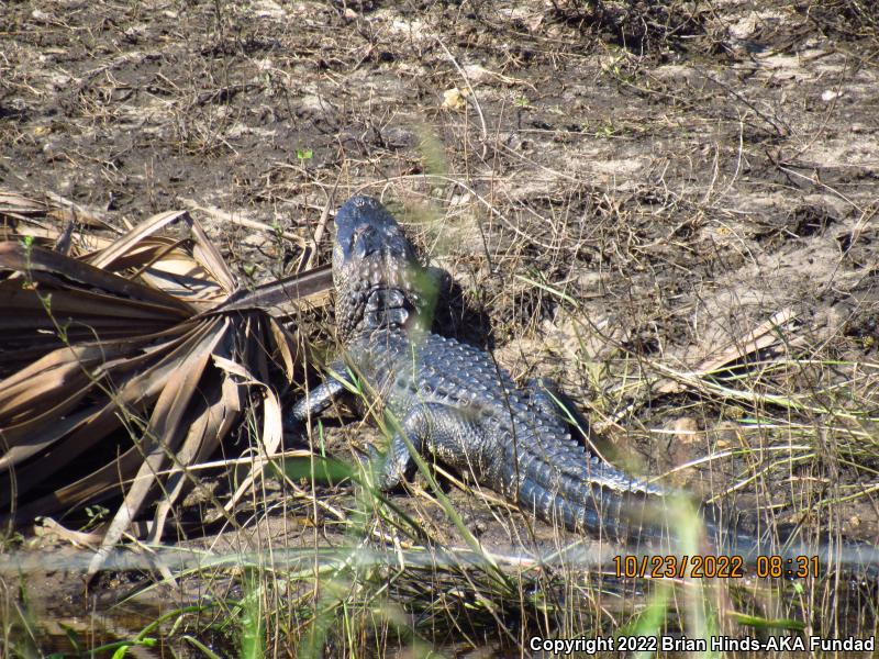 American Alligator (Alligator mississippiensis)