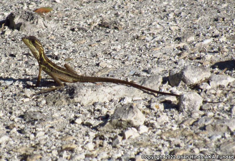 Brown Basilisk (Basiliscus vittatus)