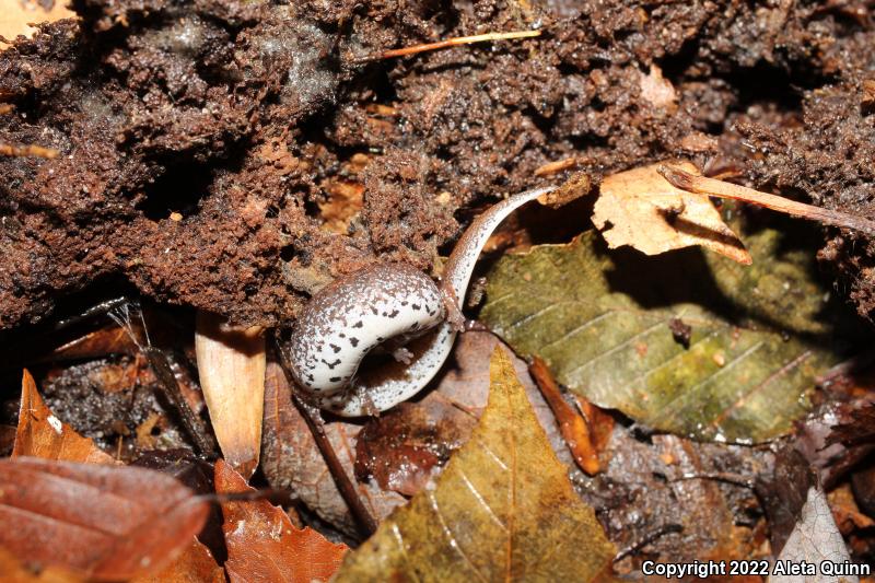 Four-toed Salamander (Hemidactylium scutatum)