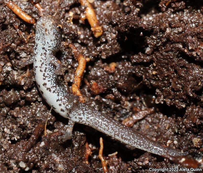 Four-toed Salamander (Hemidactylium scutatum)