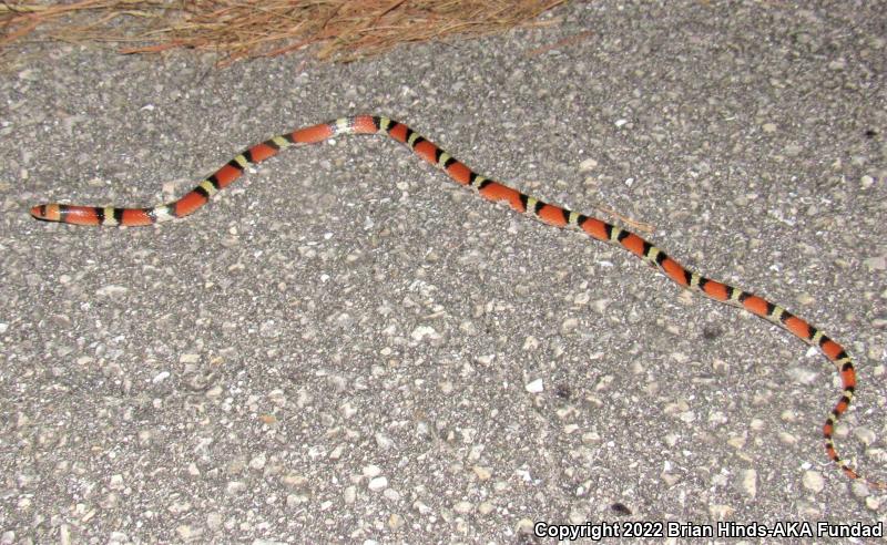 Scarletsnake (Cemophora coccinea)