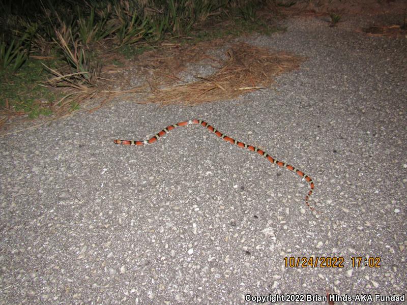 Scarletsnake (Cemophora coccinea)