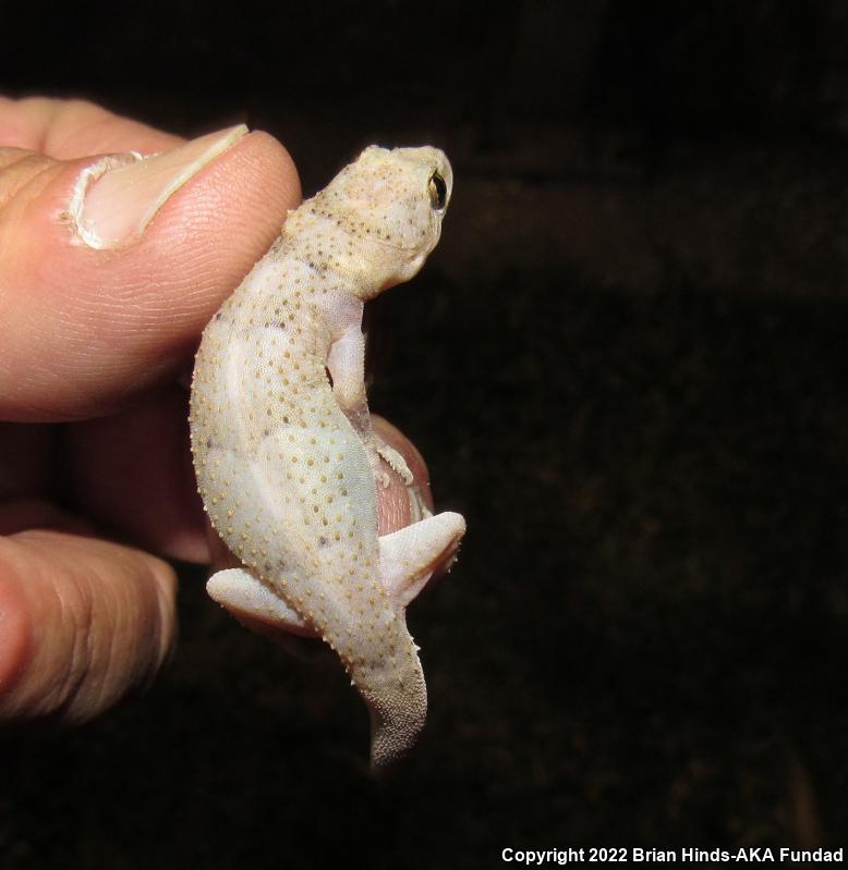 Wood Slave (Hemidactylus mabouia)