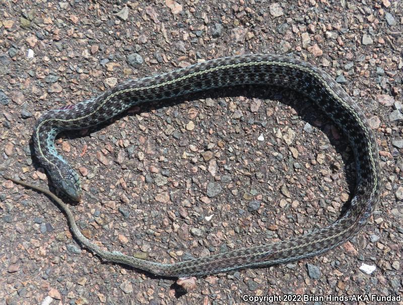 Eastern Gartersnake (Thamnophis sirtalis sirtalis)