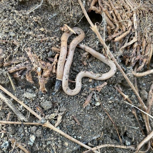 Western Black-headed Snake (Tantilla planiceps)