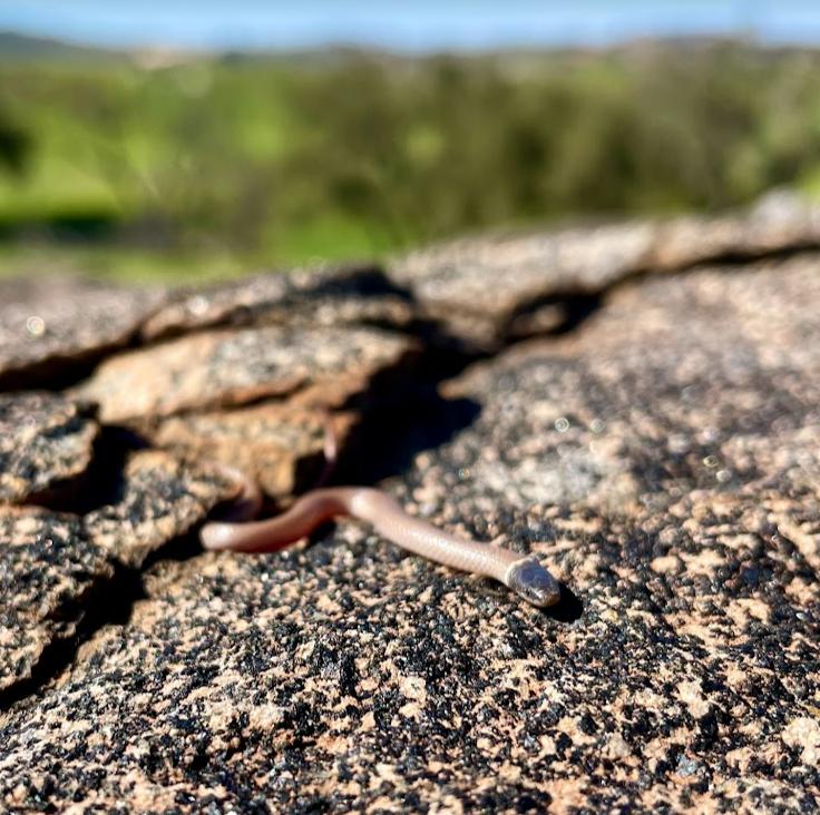 Western Black-headed Snake (Tantilla planiceps)