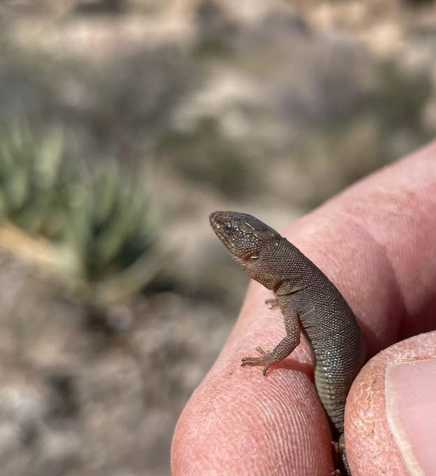 Wiggins's Desert Night Lizard (Xantusia wigginsi)