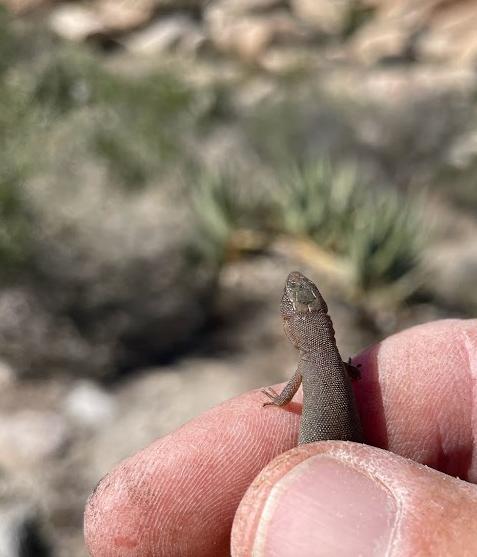 Wiggins's Desert Night Lizard (Xantusia wigginsi)