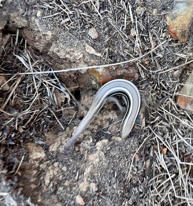 Coronado Island Skink (Plestiodon skiltonianus interparietalis)