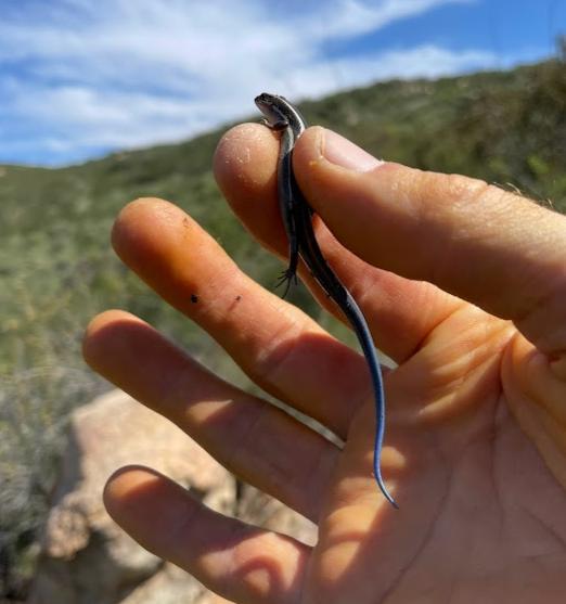 Coronado Island Skink (Plestiodon skiltonianus interparietalis)