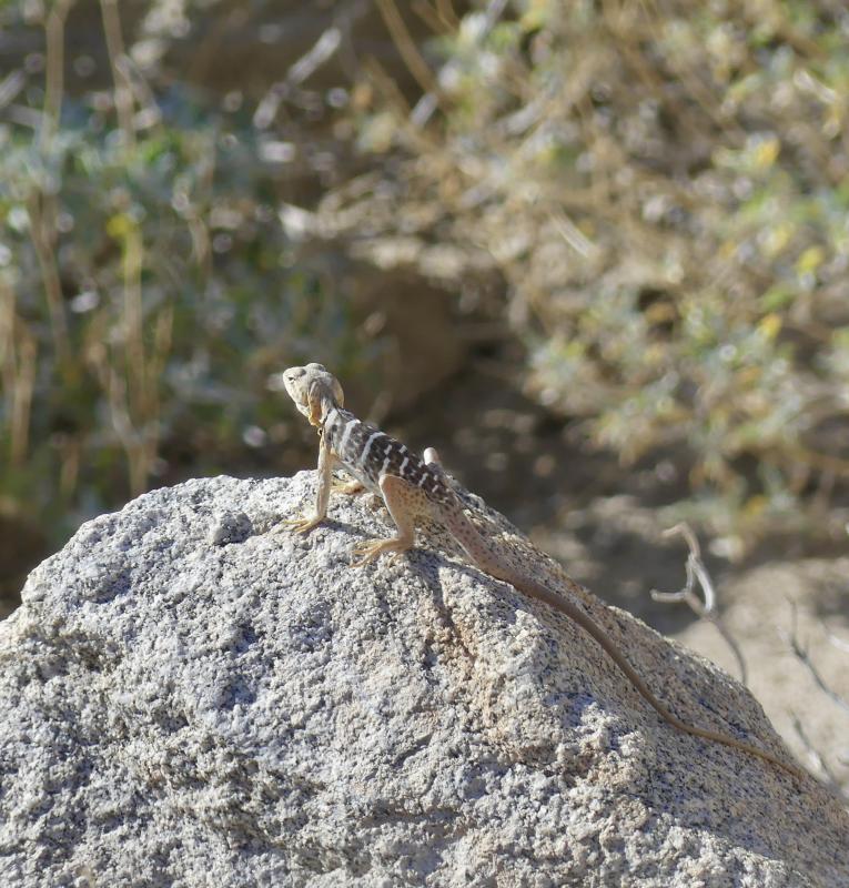 Baja California Collared Lizard (Crotaphytus vestigium)