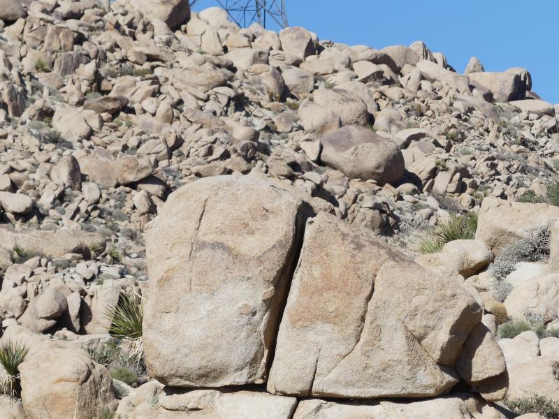 Banded Rock Lizard (Petrosaurus mearnsi)