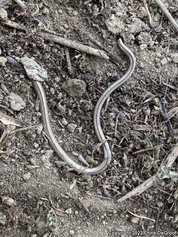 California Legless Lizard (Anniella pulchra)