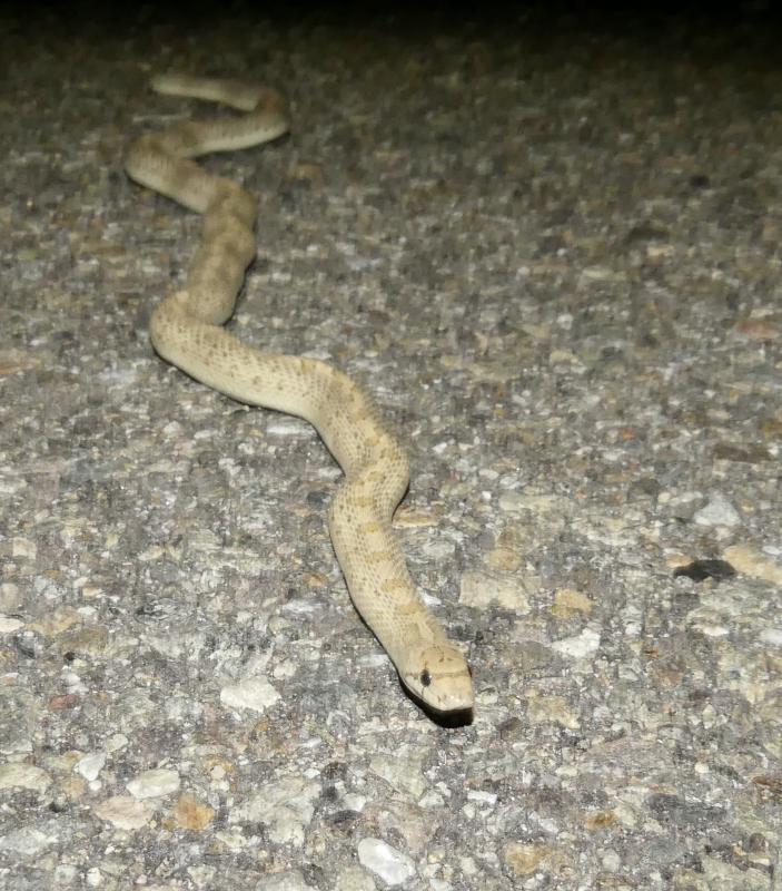 Desert Glossy Snake (Arizona elegans eburnata)