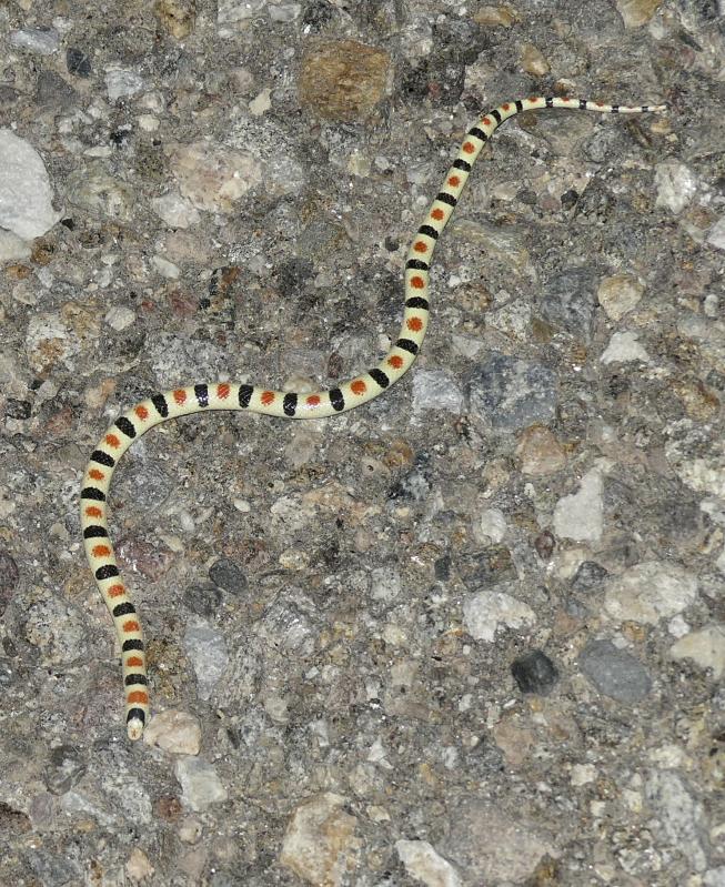 Colorado Desert Shovel-nosed Snake (Chionactis occipitalis annulata)