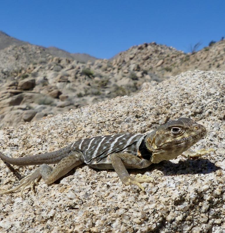 Baja California Collared Lizard (Crotaphytus vestigium)