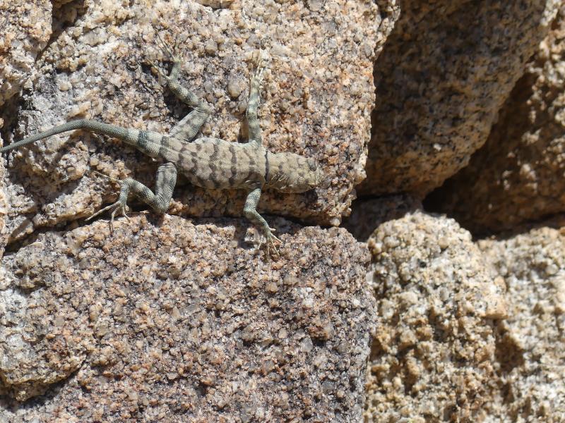 Banded Rock Lizard (Petrosaurus mearnsi)