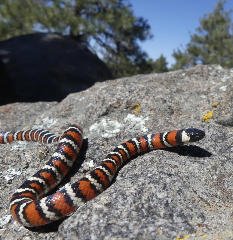 San Diego Mountain Kingsnake (Lampropeltis zonata pulchra)