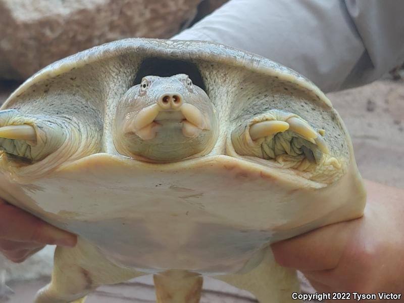 Texas Spiny Softshell (Apalone spinifera emoryi)