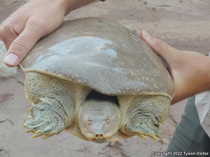 Texas Spiny Softshell (Apalone spinifera emoryi)