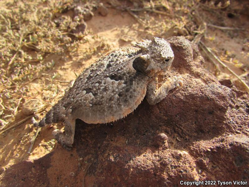 Southern Desert Horned Lizard (Phrynosoma platyrhinos calidiarum)